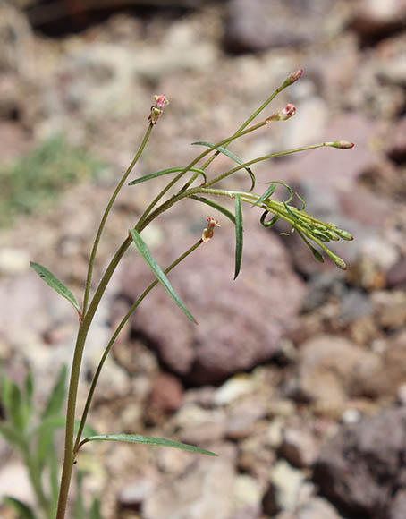  Eremothera chamaenerioides